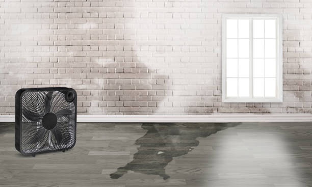 Best Carpet water damage restoration  in Huntington Beach, CA